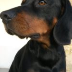 Profilbild von einem Hund mit Schwarzem Fell und brauner Schnauze, Schwarzwildbracke