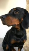 Profilbild von einem Hund mit Schwarzem Fell und brauner Schnauze, Schwarzwildbracke